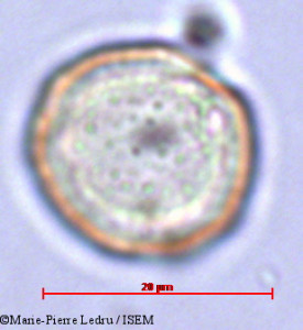 Grisollea thomassetii - lame n° 23261