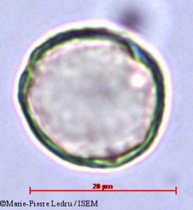Grisollea thomassetii - lame n° 23261