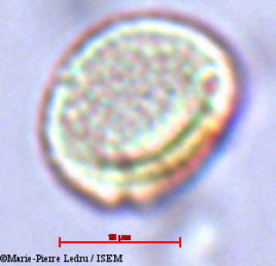 Grisollea thomassetii - lame n° 23261