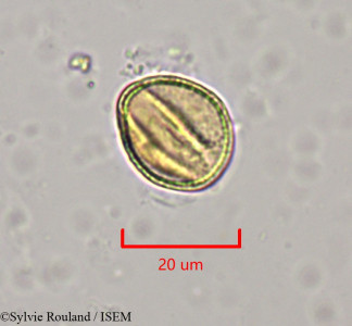 Clematis orientalis - lame n° 1970