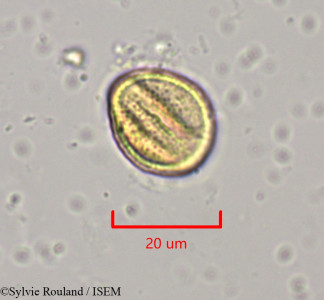 Clematis orientalis - lame n° 1970