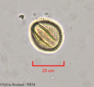 Clematis orientalis - lame n° 1970