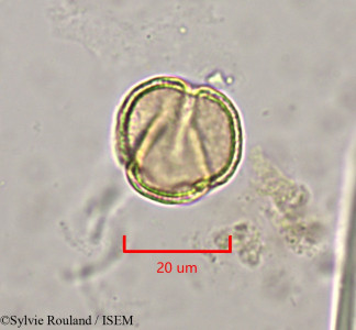 Clematis orientalis - lame n° 1970
