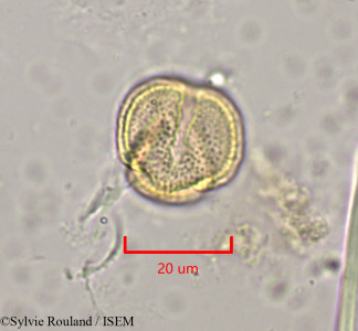 Clematis orientalis - lame n° 1970