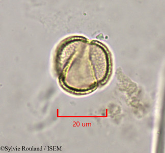 Clematis orientalis - lame n° 1970